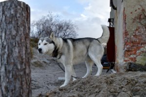 Svarbu žinoti: šuns laisvė kieme gali baigtis ir bauda