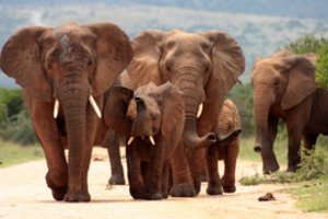 Popierius ir dramblių išmatos: ką šie dalykai turi bendro?