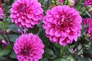 Rugpjūtis tarp gėlių: tik truputis dėmesio, ir sodybų karaliai jurginai apsipils žiedais