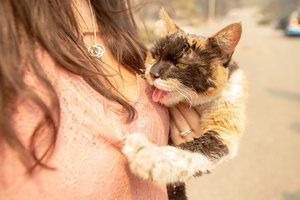 7 dalykai, kurių negalima daryti katei: jos to nekenčia