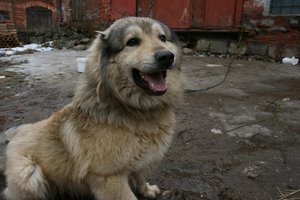 Užmojis baudomis tildyti šunis – vieni įžvelgia didelį pavojų, kiti ramybę