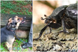 Į Raudonąją knygą įrašytų vabalų Lietuvoje ieškos ypatingi šunys