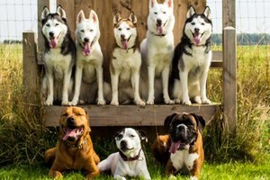 Išmatavo šunų meilę žmonėms – rezultatai pribloškė