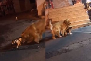 Įspūdinga: taikdarys šuo sustabdė kačių kautynes