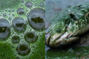 Kauno marias nuklojo žalios biomasės klodai: į vandenį išskiria toksines medžiagas