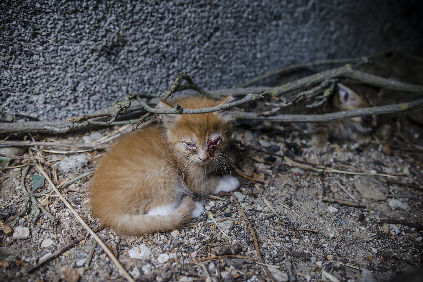  Moteris likimo valiai paliko kačiukus, kuriuos teko gelbėti.<br> VšĮ „Naminukai“ nuotr.