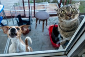 Kaip galima tai sugalvoti? Beprotiški įstatymai gyvūnams privers nusijuokti