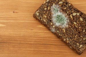 Pelėsiai gali tūnoti net ir ten, kur mažiausiai tikitės: ką daryti?