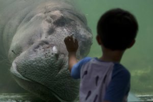 Jeruzalės zoologijos sode nugaišo seniausias pasaulyje nelaisvėje gyvenęs hipopotamas