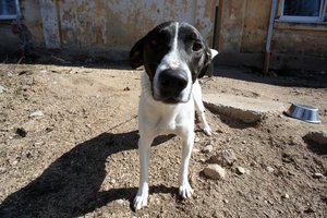 Šuns veislė „pagal fantaziją“: kilmingas, bet be dokumentų?