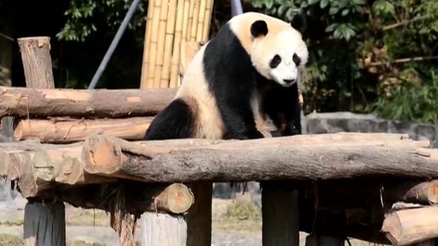 Gausėjanti pandų populiacija pradžiugino kinus – prie to prisidėjo ir žmogus