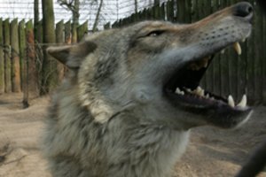 Po naktinės vilkų viešnagės kieme – kraupus skerdynių palikimas