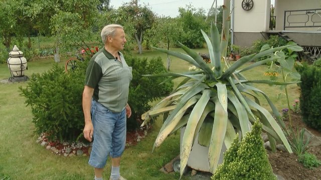 Lietuviška vasara nustebino panevėžiečius – pražydo egzotiškoji agava 