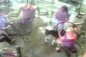 Kameros užfiksavo šiurpiai pasibaigusį meilų kavinės lankytojos bendravimą su haskiu