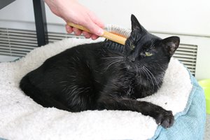 Įspėja šeimininkus: daugėja pavojingos kačių infekcijos atvejų