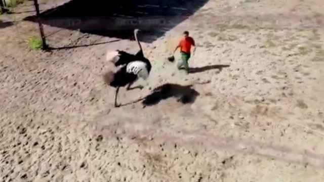Rusijos zoologijos sodo lankytojai nustėro – užfiksavo klaikią akistatą
