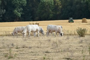 Prancūzijos ūkiuose – didžiausias per pastaruosius 20 metų juodligės protrūkis