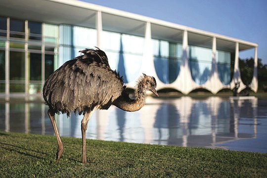 Nedidelį miestelį Australijoje užplūdo stručiai