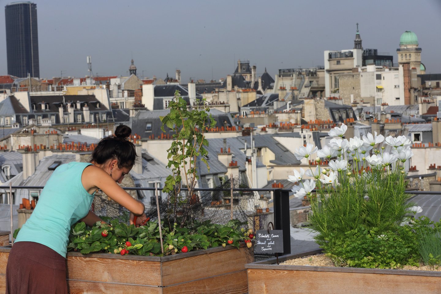  Paryžiaus valdžia užsimojo sostinę padaryti kuo žalesnę, tad miestiečiams pasiūlė pasisodinti medžių. <br>„Reuters“/„Scanpix“ nuotr. 