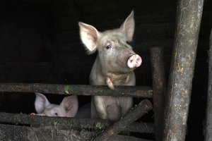 Marui tas pats, srutos kiaulių tvarte ar dailylentės – plinta nestabdomas