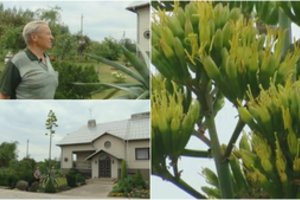 Retas įvykis: Panevėžio rajone 50 metų augalas apsipylė ypatingais žiedais 