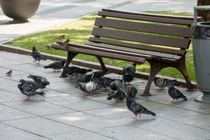 Balandžiai: vieniems hobis, kitiems galvos skausmas