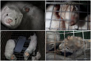 Kailių fermose Lietuvoje – kraupūs vaizdai: gyvūnai jau ėda vieni kitus