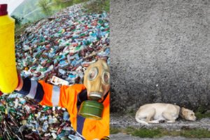 Gaudys žiurkių nuodų pirkėjus: nusinuodijus šunims, prabilo apie baisesnį pavojų