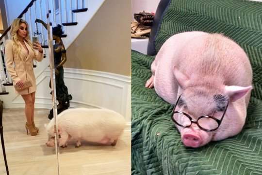 Marcela Iglesias patyrė fiasko: vietoj mažos kiaulytės įsigijo naminę