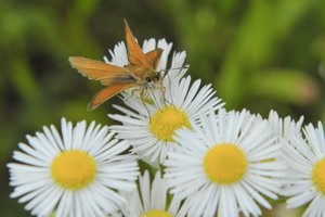 Vaistininkė atskleidė, kodėl ramunėlių žiedų reikėtų turėti kiekvienam