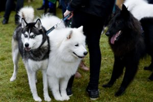 Šunų rinka: skelbia populiariausių kainas ir tendencijas