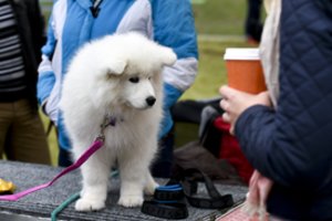 Augintinių šeimininkų dėmesį atkreipė į vieną dalyką: nepasiduokite vilionėms