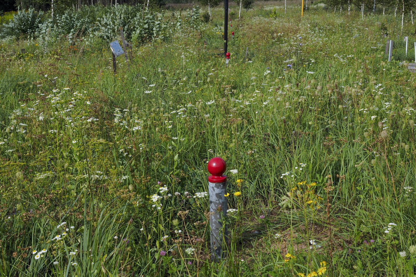 Bene du dešimtmečius augintos katės laidojimas vilnietei Daivai ne juokais atsirūgo. <br>V.Ščiavinsko nuotr.