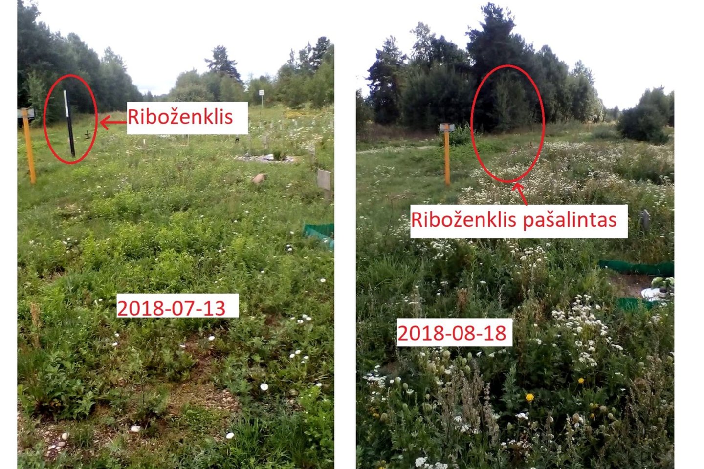 Bene du dešimtmečius augintos katės laidojimas vilnietei Daivai ne juokais atsirūgo. <br> Skaitytojos nuotr.