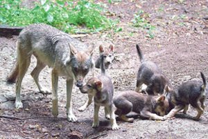 Norvegijos gyventojų kivirčo priežastimi tapo vilkai
