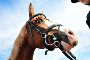 Austrijoje vyras mėgino įlaipinti į keleivinį traukinį arklį