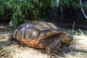Prieš 228 mln. metų gyvenusio padaro fosilijos atskeidė naujų faktų apie vėžlius