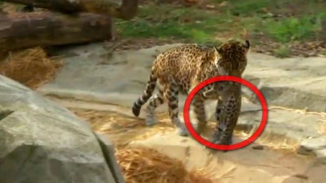 Mielas vaizdelis: Paryžiaus zoologijos sode gimė jaguarų jauniklis