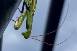 Į Lietuvą plūsta vabzdžiai kanibalai: tokių gyvių čia anksčiau nebuvo