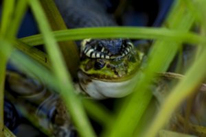 Pelkės pakraštyje Dzūkijoje – žiauri išgyvenimo drama