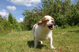 Čia tai meilė gyvūnams – siūlo atostogas darbuotojams, kurie įsigijo naują šuniuką