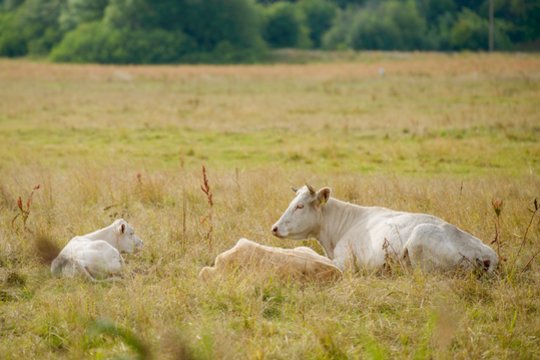 Vagims reikėjo tik mėsos – išmėsinėtą karvę jie paliko pamiškėje