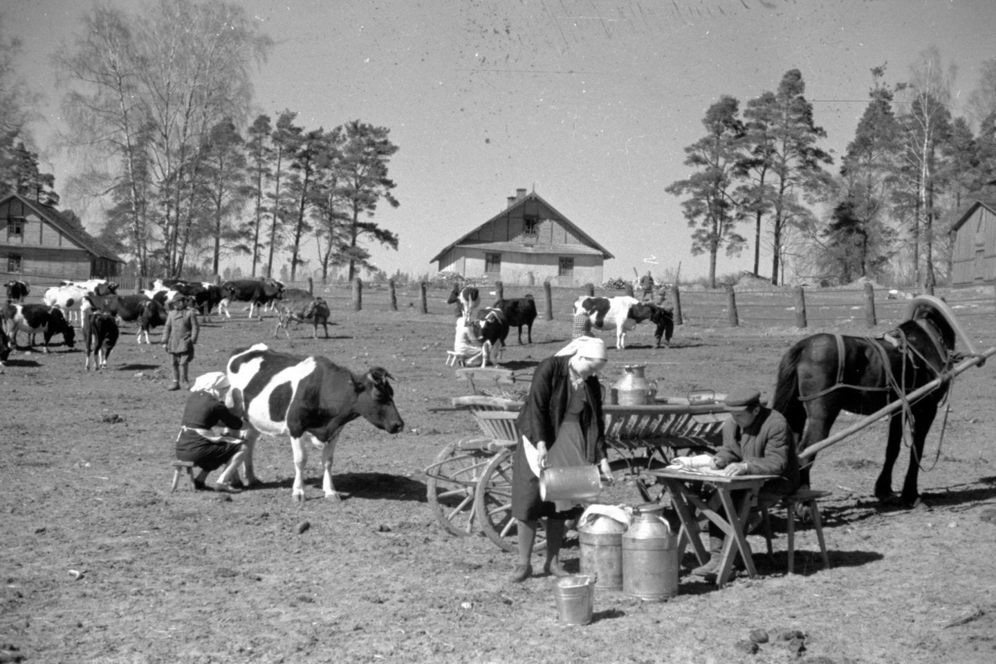 Šalčininkų tarybinio ūkio Karolinos skyriaus gyvulininkystės ferma. 1949 m.<br>Lietuvos ypatingojo archyvo nuotr.
