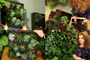 Pasigaminu vos per pusvalandį – įspūdingas kambarinių gėlių paveikslas