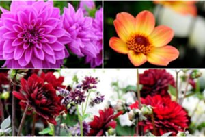 Atlikite du dalykus ir pamatysite – jurginų grožis visiems susuks galvas