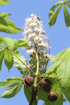 Alytuje – neįtikėtini gamtos pokštai: metų laikus sumaišė medžiai