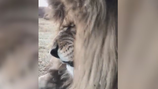 Fotografas prisiartino prie liūto – nufilmavo tai, ką retam pavyksta išvysti