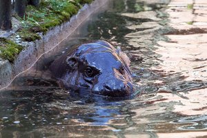VPT: zoologijos sodo rekonstrukcijos projektą gali tikslinti jo rengėjai