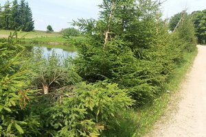Medžių vertė – ne tik kamieno storis