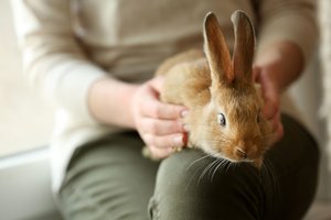 Auginate namuose triušį? Turite žinoti šiuos 5 dalykus